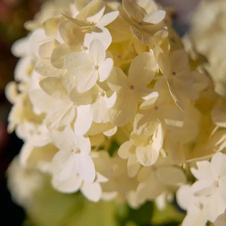 Alloggio in famiglia Haus Aerli *